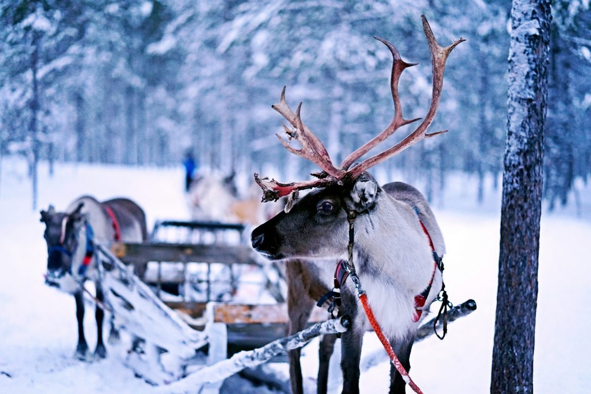 Husky & Reindeer Safaris
